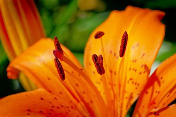 Queen Esther's Color Guard - Copyright © 2012 Steve Lautenschlager.  An orange lilly on my front porch.