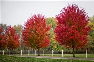 Copyright &copy; 2012 Steve Lautenschlager.  Autumn near Weston, Missouri