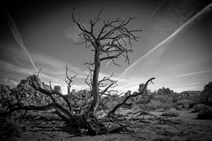 Copyright © 2014 Steve Lautenschlager.  The Center of the World.  Taken at Joshua Tree National Park. more...