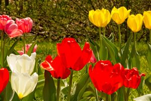 Copyright © 2012 Steve Lautenschlager.  These are flowers from my Mom's flower garden.  She has a serious green thumb.  more...